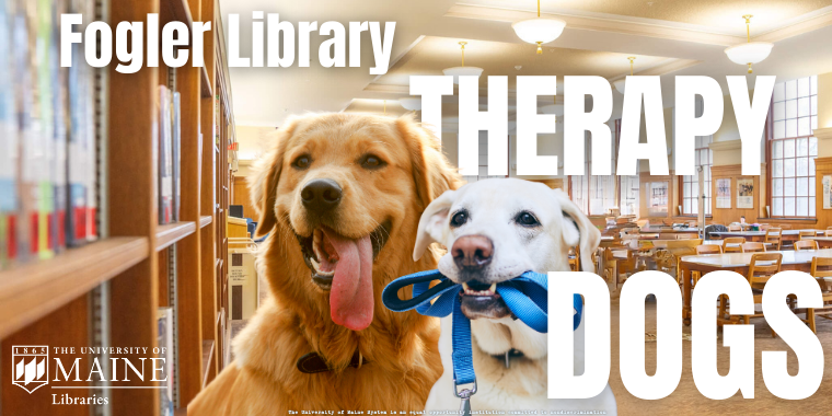 Fogler Library poster: therapy dogs in reading room, golden retriever panting and white lab holding blue leash, with “Therapy Dogs” text and UMaine Libraries logo.