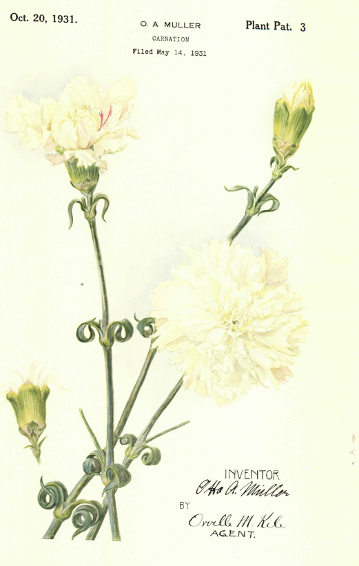 US Plant Patent 3 drawing for a light-yellow carnation issued to O. A. Muller on October 20, 1931. The image shows the fully bloomed flower, a bud, and a calyx detail.